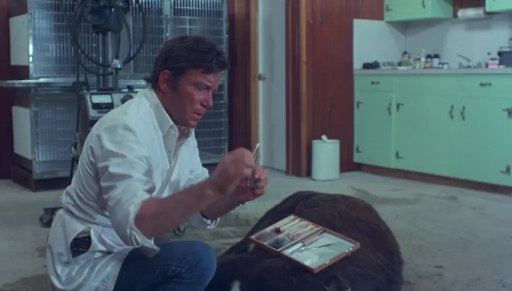Star Trek Actors in Weird 70s Movies featuring Rack taking blood samples from a dead calf in Kingdom of the Spiders 1977 on Pop the Channel